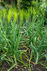 green onions growing in the garden