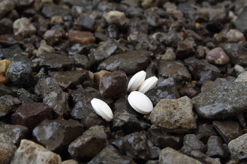 vier weisse tabletten auf vielen steinen