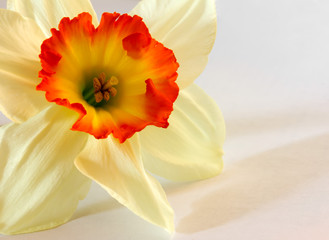 Obraz premium the daffodil flowers buds close-up, macro photo. Shallow depth of field. copy space