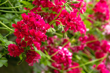 Red trailing pelargonium close up