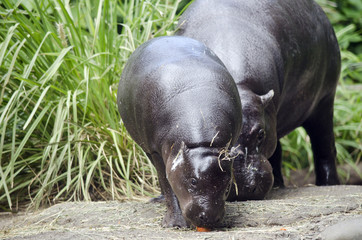 pygmy hippo