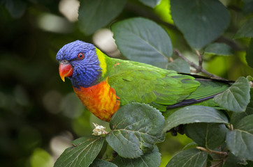 rainbow lorikeet