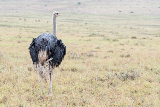 Wet male ostrich