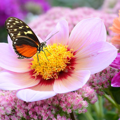 Schmetterling 211 © K.-U. Häßler