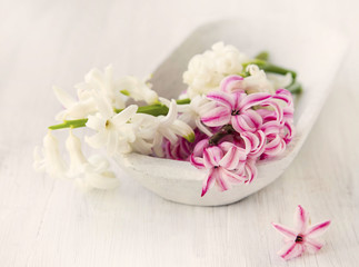 Fototapeta na wymiar White and pink hyacinth flowers .Spa setting,sepia effect