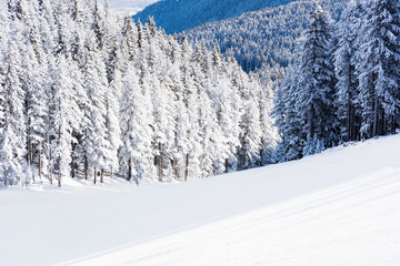 winter landscape mountain forest snow