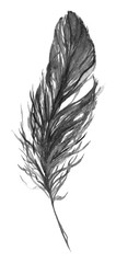 Watercolor black and white monochrome single feather isolated