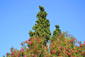 Pine tree and bush with red flowers.