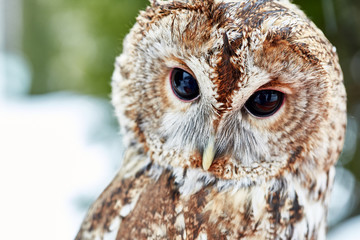 Close up of an owl