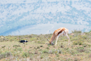Naklejka na ściany i meble Springbok scratching its head while a pied crow looks on