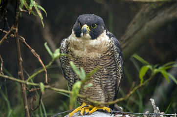 peregrine falcon