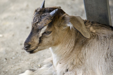Fototapeta premium baby goat