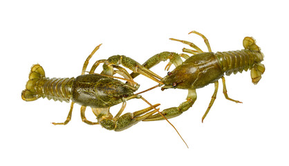 Living  two Crayfish close-up on white background