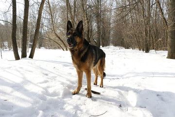Собака немецкая овчарка стоит на снегу и внимательно смотрит вперед