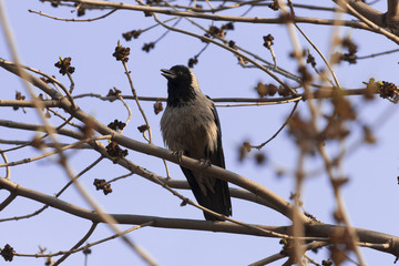 Crow on branch in forest