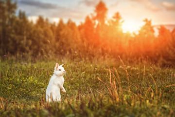 white rabbit or bunny on green meadow in nature, happy easter symbol
