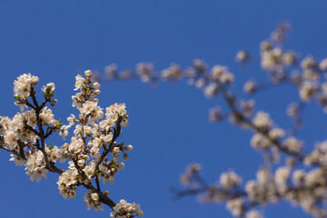 Blooming branch