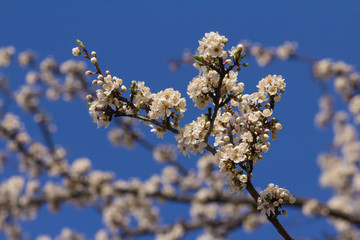 Blooming branch