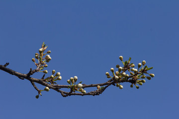 Blooming twig