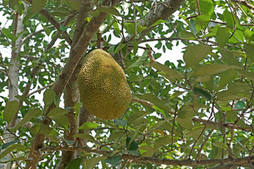 young jackfruit on jackfruit tree