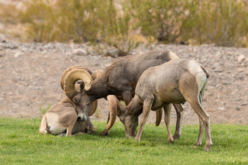 Naklejka na ściany i meble Desert Bighorn Rams in Rut