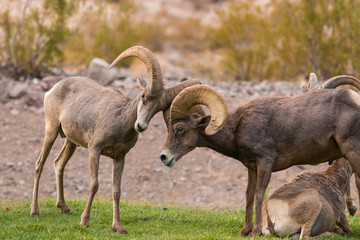 Obraz premium Desert Bighorn Rams in Rut