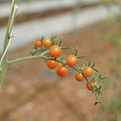 grape or cherry tomatoes hanging on tree