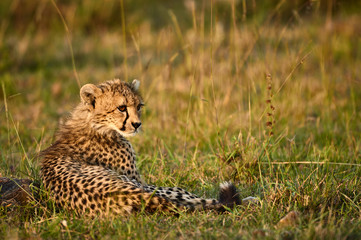 Young Cheetah resting in the African savanna