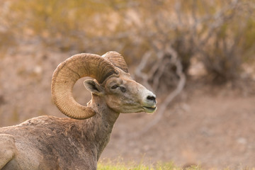 Obraz na płótnie Canvas Desert Bighorn Sheep Ram