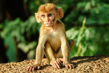 A young Rhesus Macaque monkey