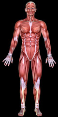 3d male body anatomy