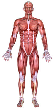 3d male body anatomy