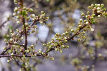 Blooming tree after rain