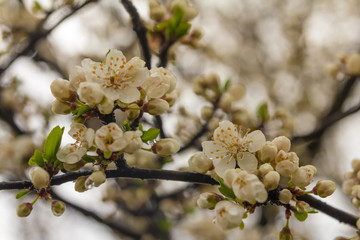 Blooming tree