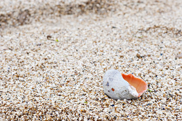 Fototapeta na wymiar Rapana Shell in the sand
