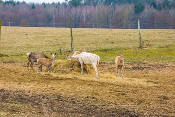 David's Deer in animal park.