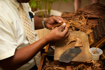 Hand making cigars from tobacco leaves, traditional product of C