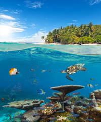 Underwater coral reef with tropical island - obrazy, fototapety, plakaty