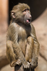 zoo 2481 / Monito mirqando al cielo y jugando con su lengua.