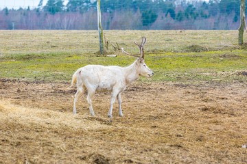 Fototapeta premium David's Deer in animal park.