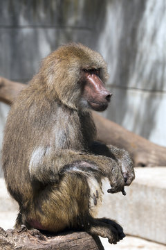zoo 2476 / Mono adulto mirando a la dereche