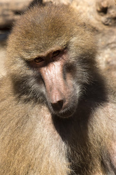 zoo 2486 / Mono adulto mirando a la camara