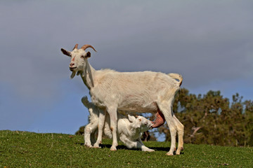 Obraz premium KEÇİ