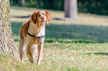 Old spotted Brittany Spaniel dog