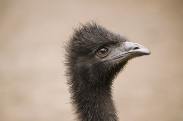Australain emu