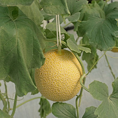 cantaloupe melon growing in greenhouse