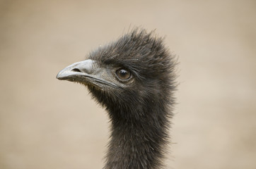 Australain emu