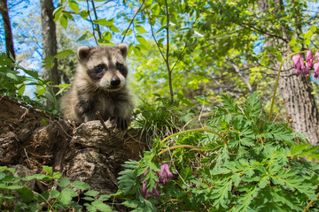 Baby Raccoon in the garden © ondreicka