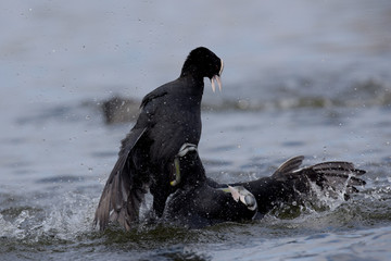Obraz premium Eurasian Coot, Coot, Fulica atra