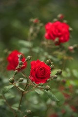 Climbing Red Roses